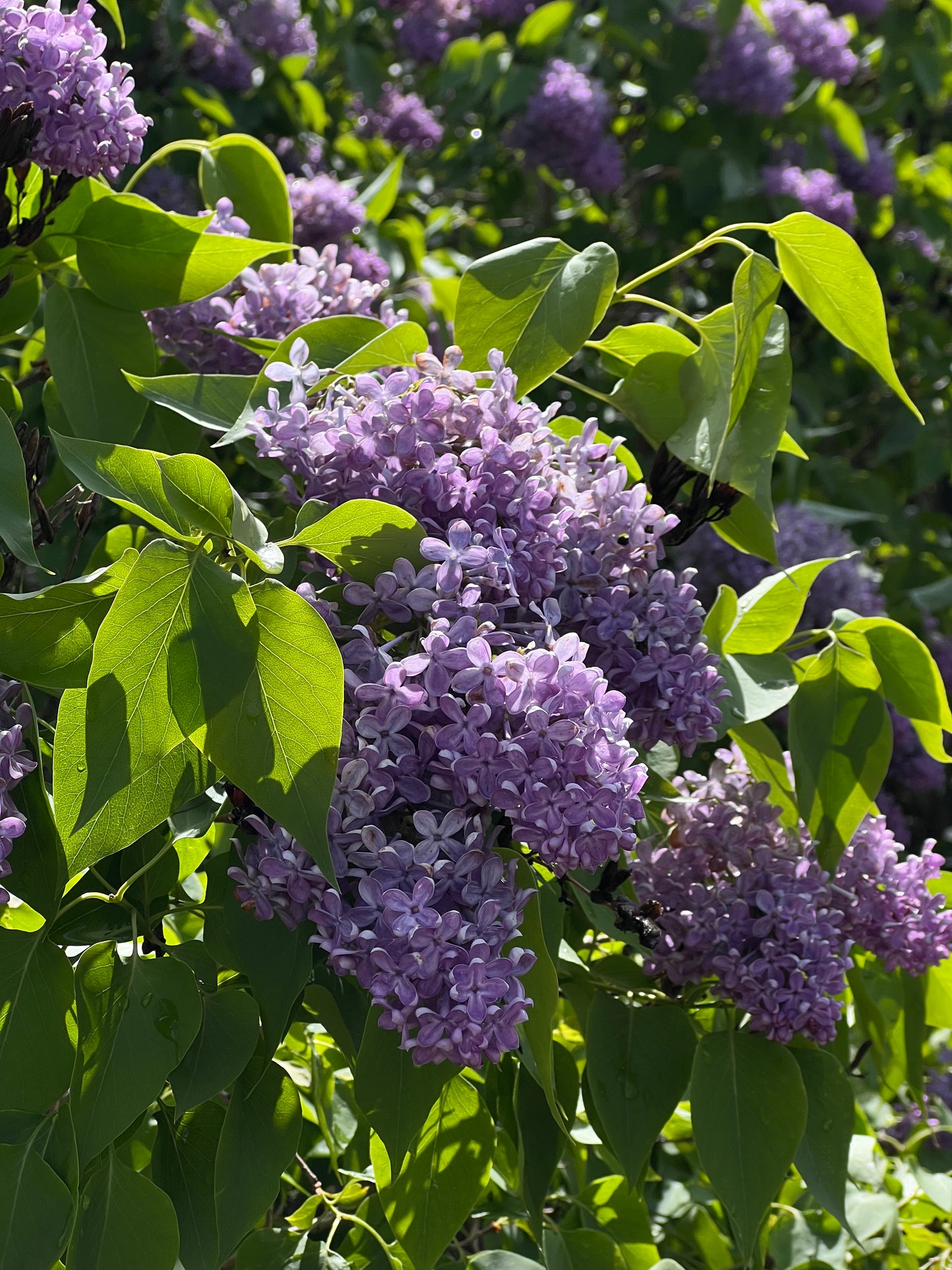 Lilac Sparkling Water