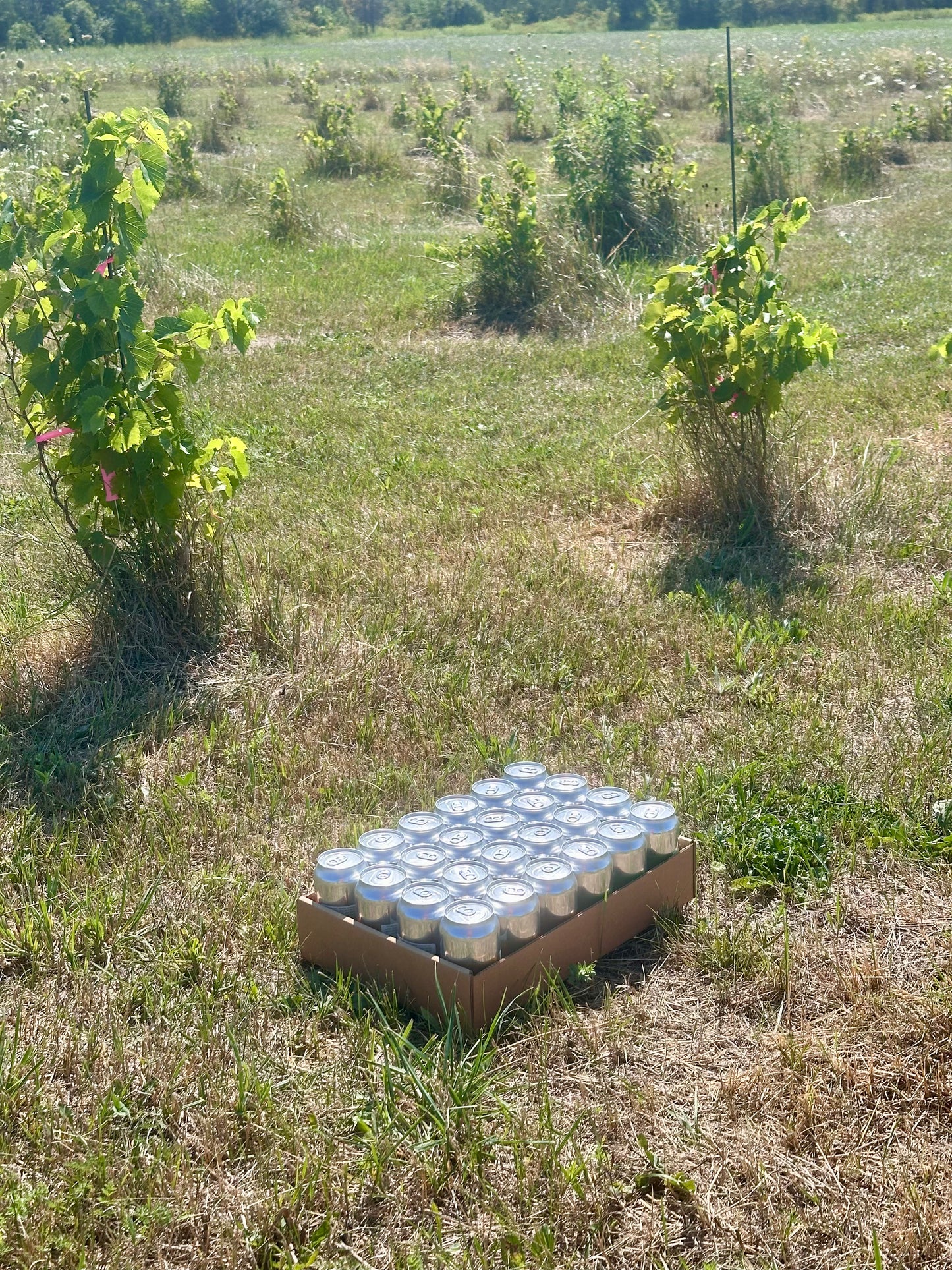 24 x $4.00 Salad Seltzer